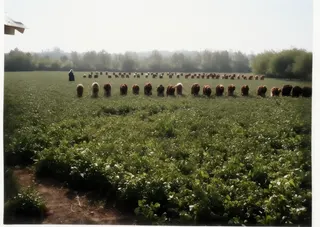 Ramassage des Haricots